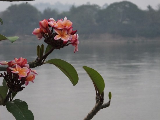 Flowers along the Mekong River