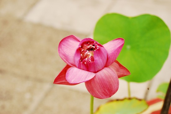 Lotus bloom and the sun