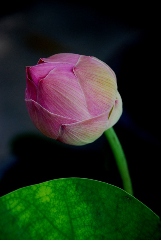 lotus, water lily