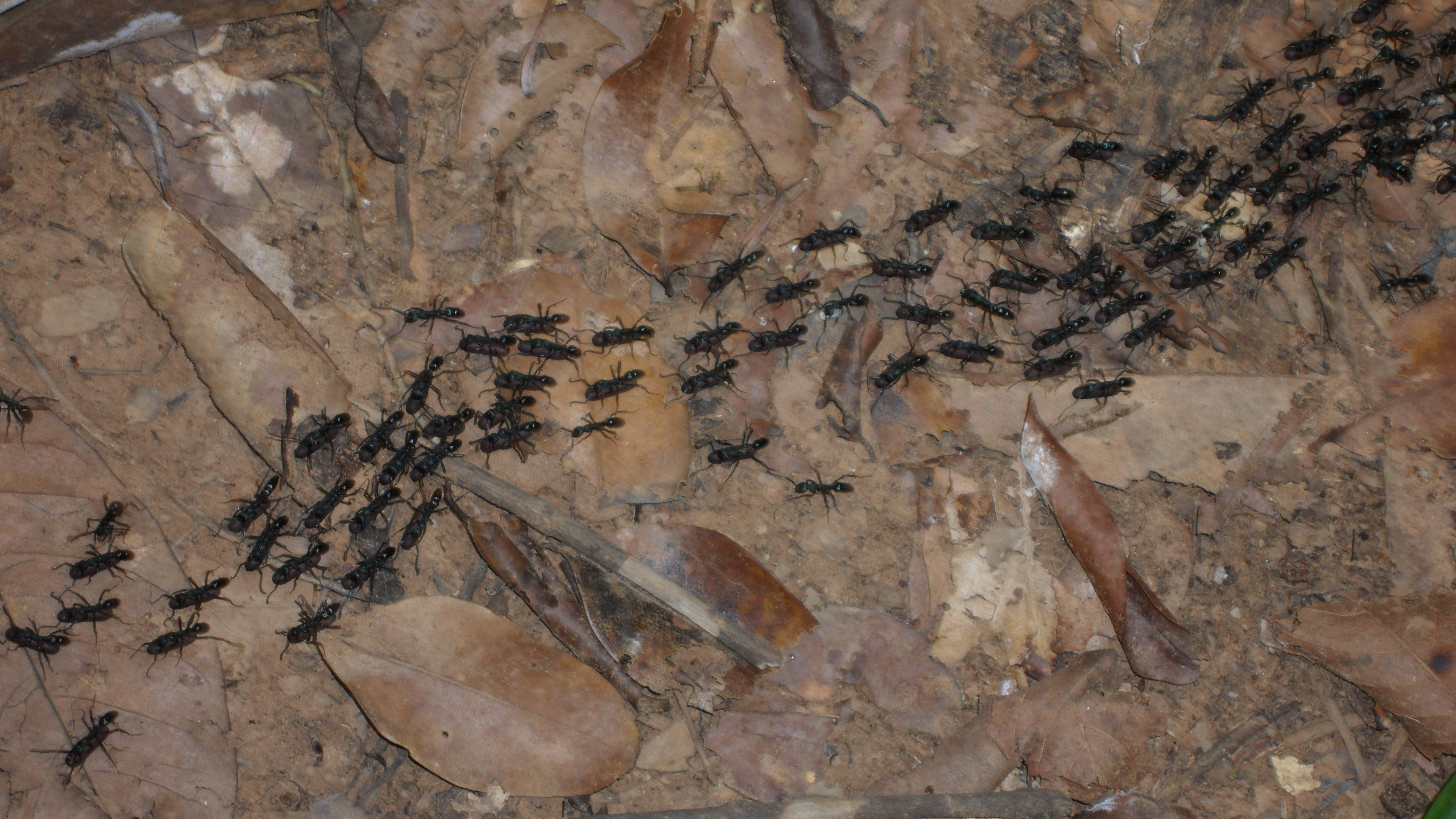 migration ant